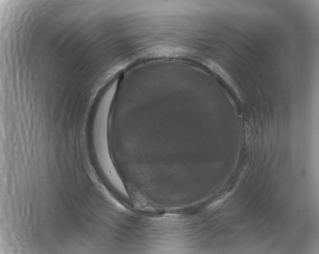 X0000066010581200603242100