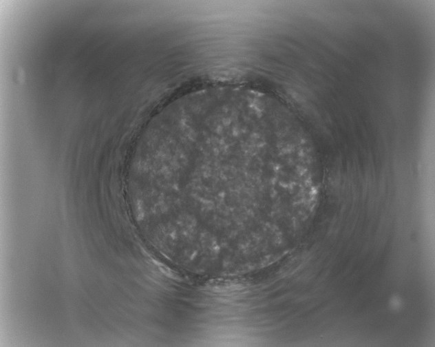 X0000066010817200603242055