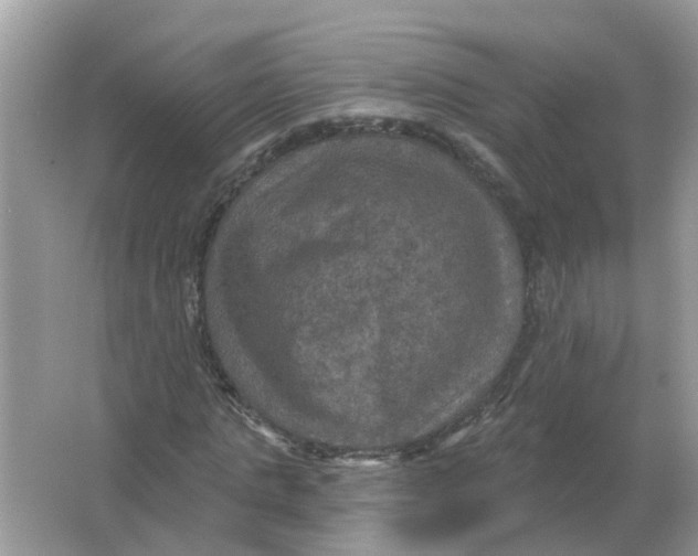 X0000066010821200603242055