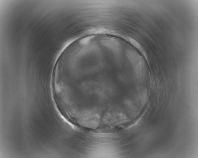 X0000066010863200603242056