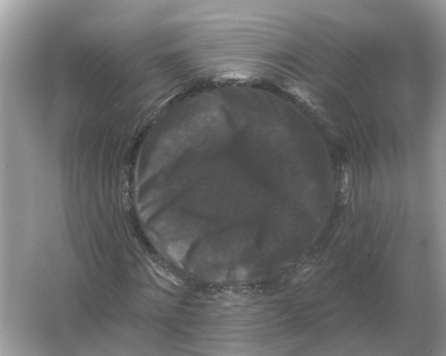 X0000066010868200603242055