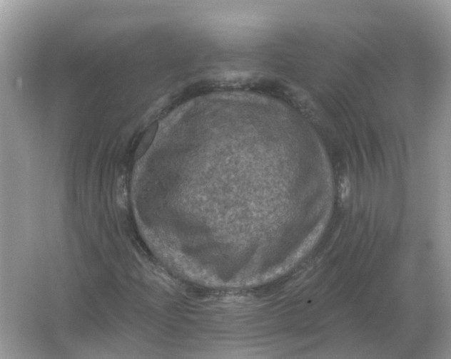 X0000066011204200603242049