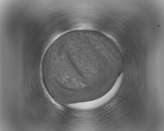 X0000066011375200603242046