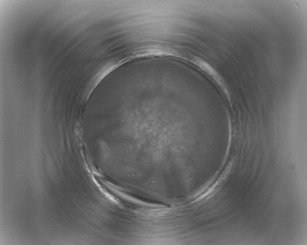 X0000066011385200603242046