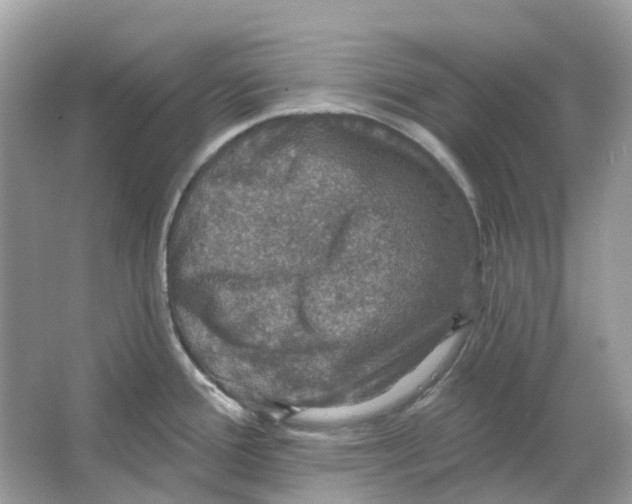 X0000066011388200603242046