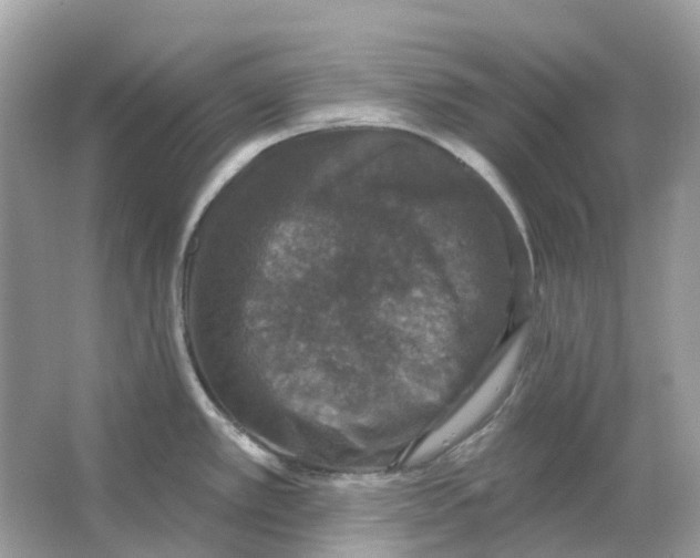 X0000066011389200603242046