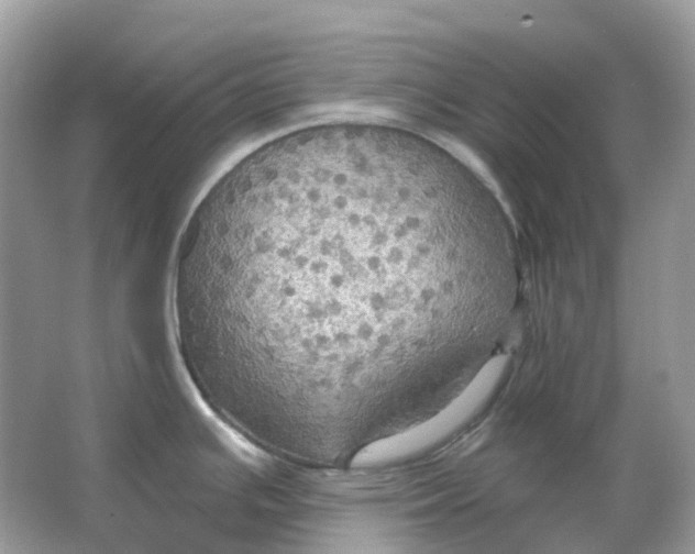 X0000066011391200603242046