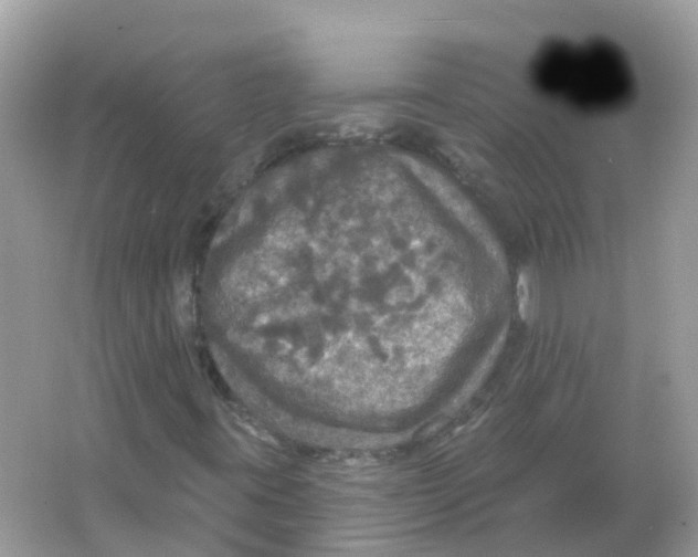 X0000066011395200603242045