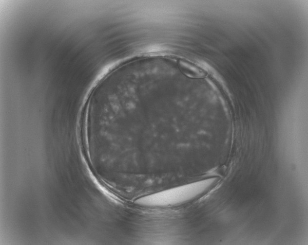 X0000066011429200603242046