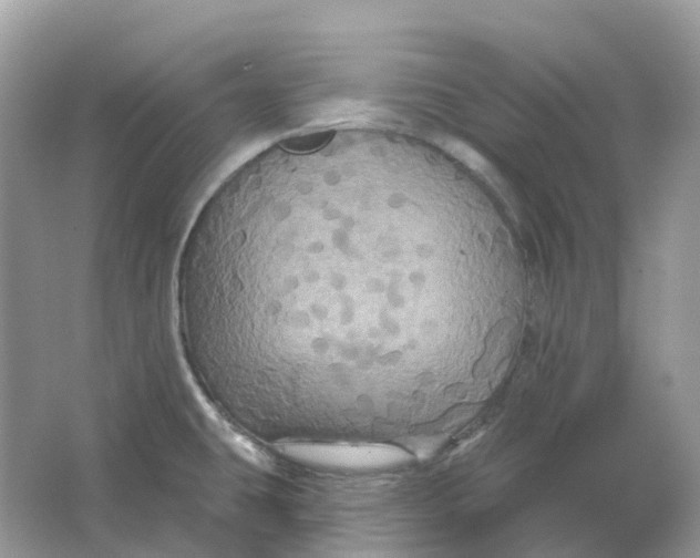 X0000066011431200603242046