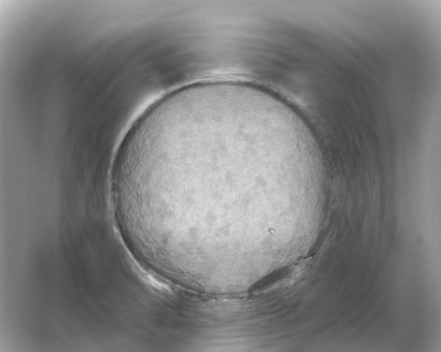 X0000066011470200603242045