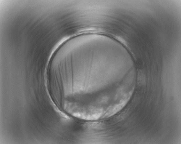 X0000066011474200603242045