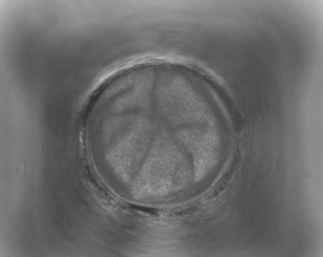 X0000066011496200603242044