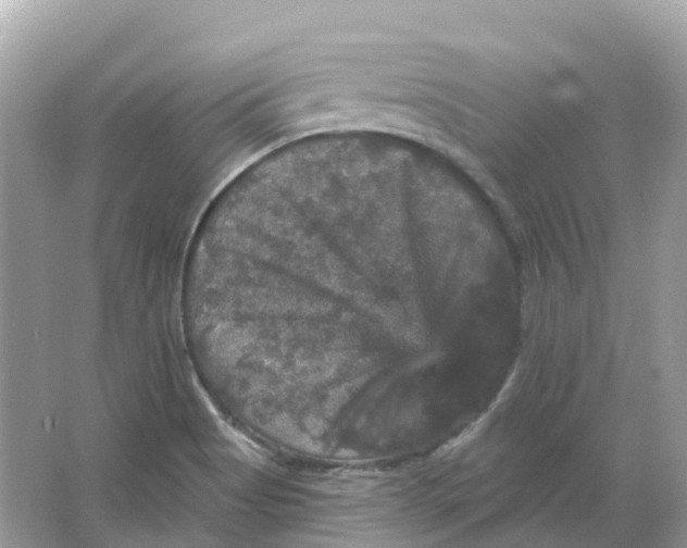 X0000066011513200603242044