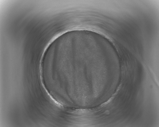 X0000066011517200603242044