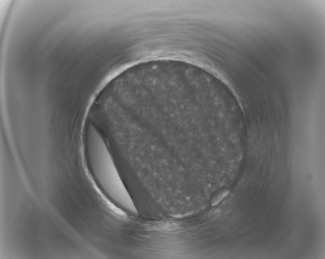 X0000066011525200603242044