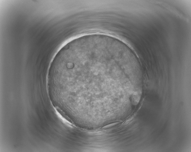 X0000066011535200603242044