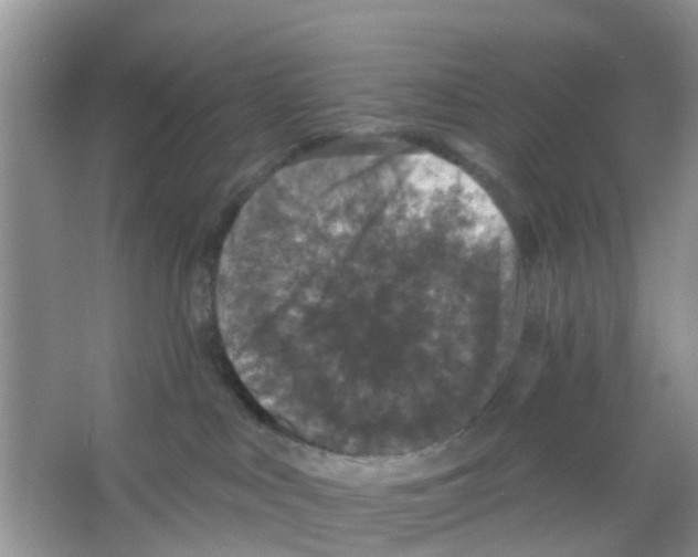 X0000066010043200603312034