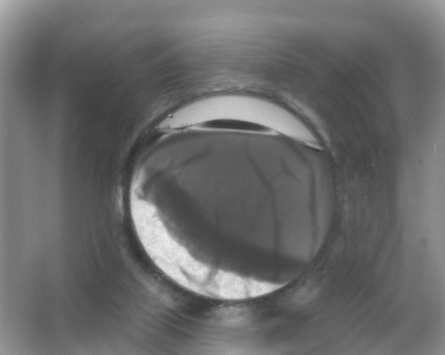 X0000066010067200603312034