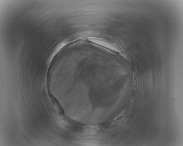 X0000066010099200603312033