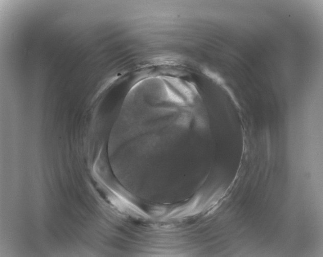 X0000066010154200603312032