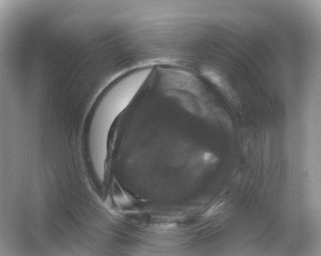 X0000066010156200603312032