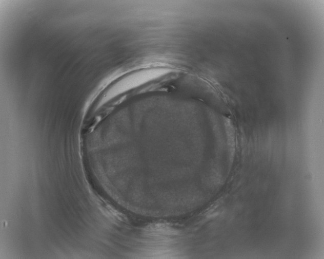 X0000066010244200603312030