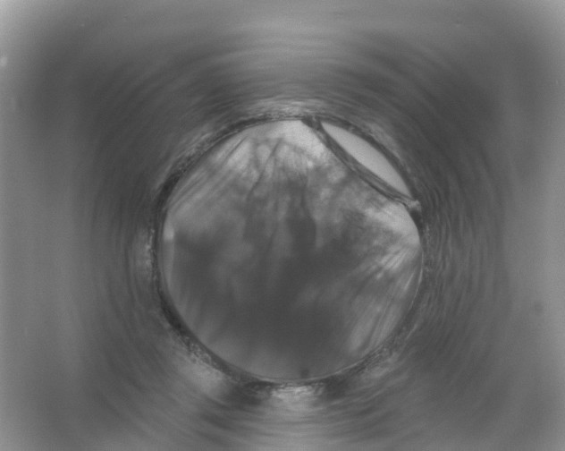 X0000066010357200603312029