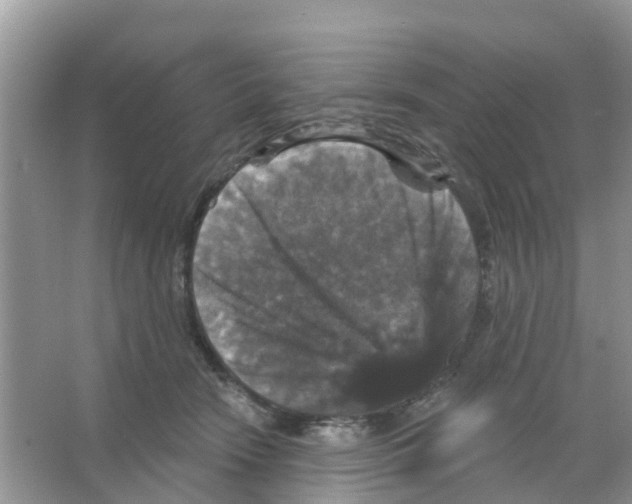 X0000066010466200603312027