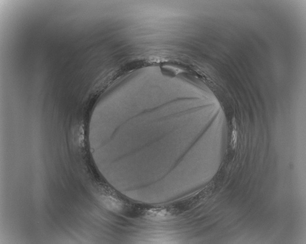 X0000066010502200603312026