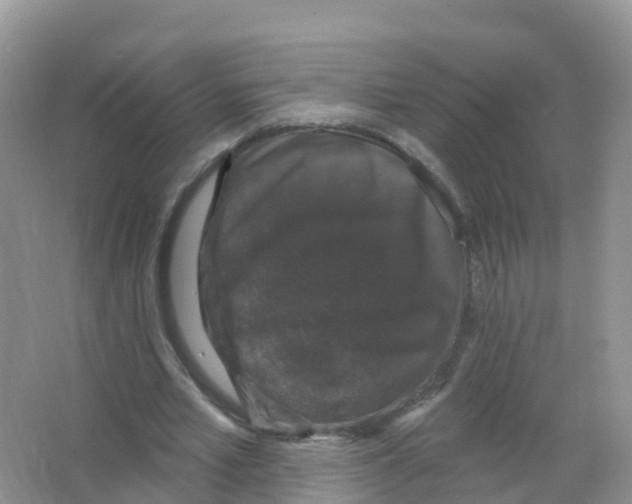X0000066010581200603312025
