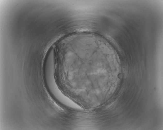 X0000066010721200603312022