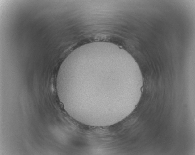 X0000066010962200603312019