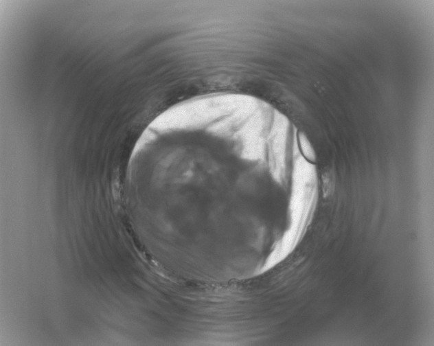 X0000066011011200603312017