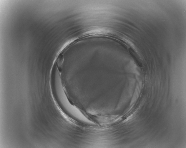 X0000066011034200603312017