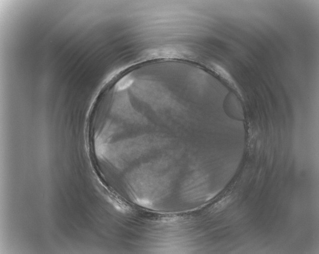 X0000066011035200603312018