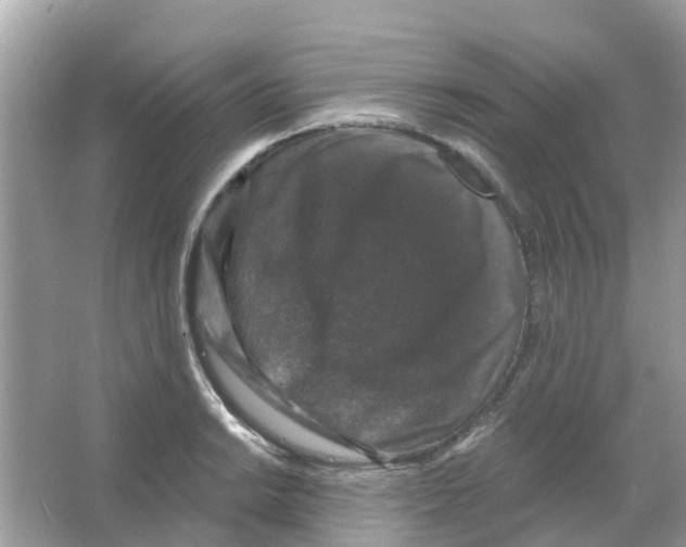 X0000066011038200603312018