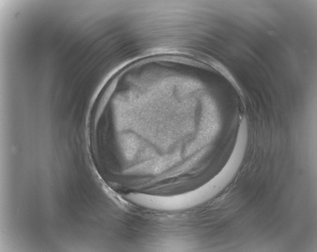X0000066011148200603312016