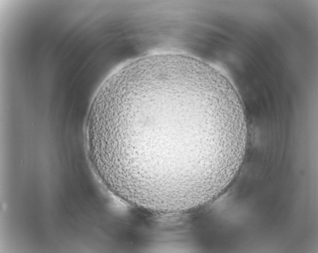 X0000066011150200603312016