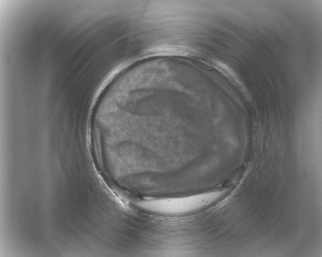 X0000066011188200603312015