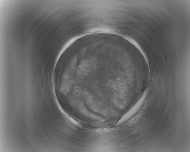 X0000066011389200603312011
