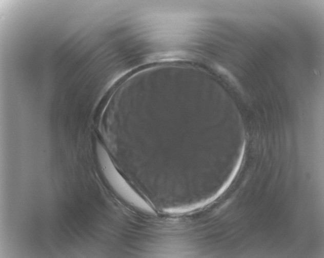 X0000066011457200603312010