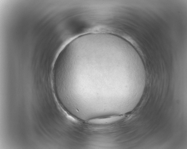 X0000066011486200603312010