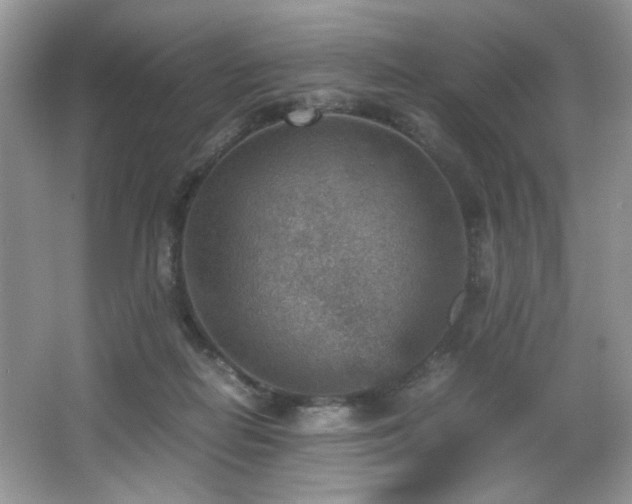 X0000066020266200603031257