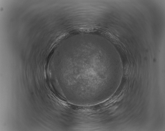 X0000066021202200603061314