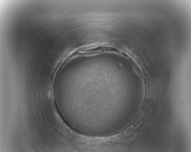 X0000066020002200603101635