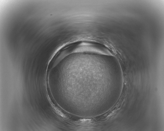 X0000066020052200603101633