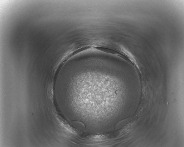 X0000066020059200603101633