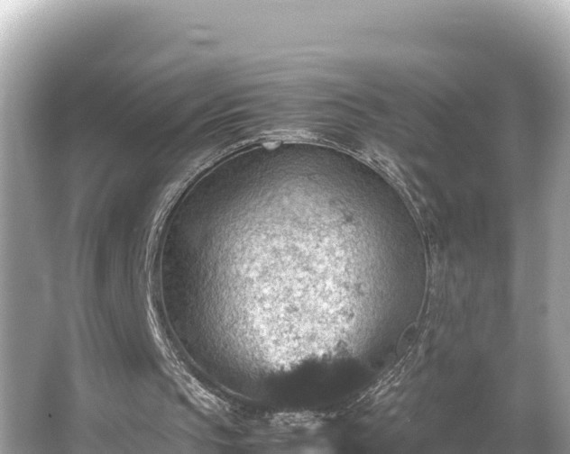 X0000066020145200603101631