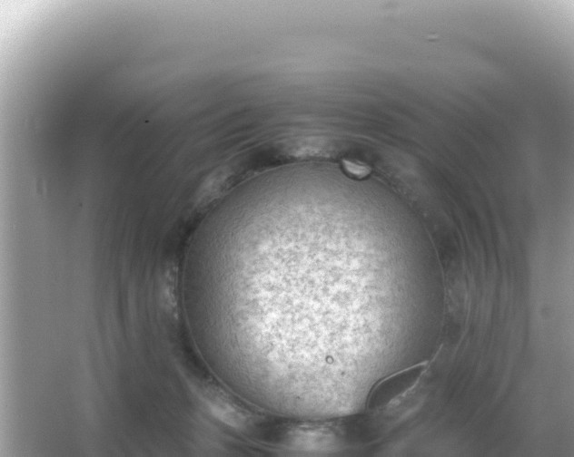 X0000066020175200603101632